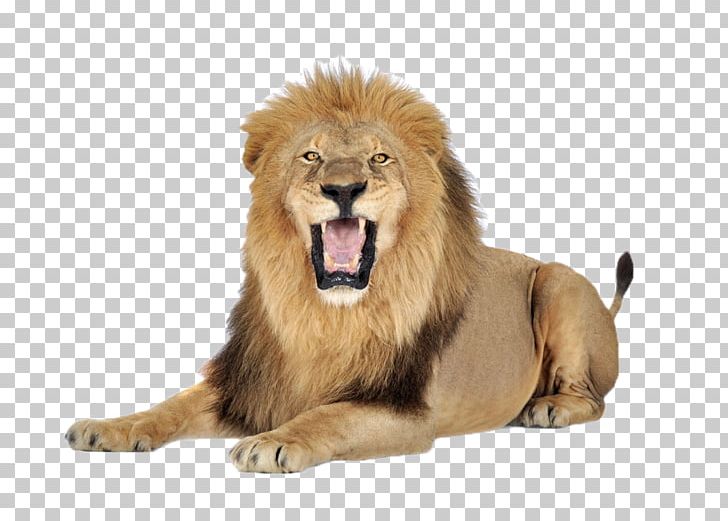 Lion Icon PNG, Clipart, Animal, Animals, Big Cats, Carnivoran, Cat Like Mammal Free PNG Download