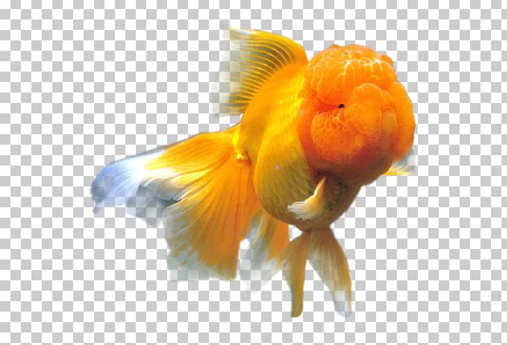 Oranda Flower Horn Lionhead Bighead Carp Actinopterygii PNG, Clipart, Actinopterygii, Animals, Bighead Carp, Bony Fish, Carp Free PNG Download