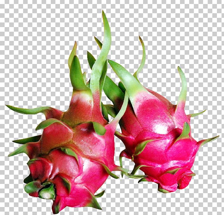 Pitaya Food Fruit Soursop Nutrient PNG, Clipart, Bud, Cut Flowers, Dragonfruit, Flower, Food Free PNG Download