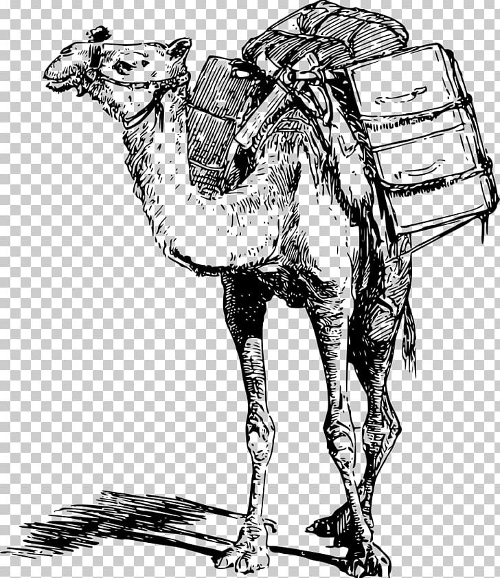 Bactrian Camel Dromedary Llama Pack Animal PNG, Clipart, Animal, Animals Clipart, Arabian Camel, Arm, Art Free PNG Download