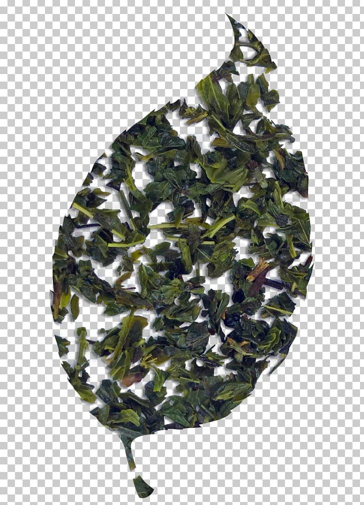Leaf Camouflage PNG, Clipart, Camouflage, Leaf, Nature, Pepermint, Tree Free PNG Download