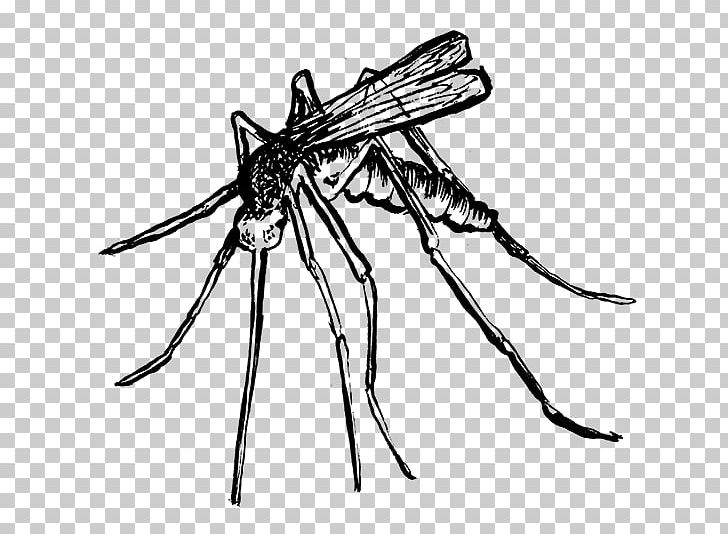 Mosquito Insect Line Art Pollinator White PNG, Clipart, Arthropod, Artwork, Black And White, Fly, Insect Free PNG Download