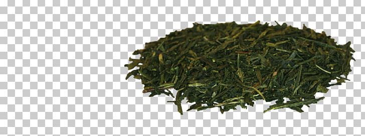 Nilgiri Tea Gyokuro Leaf Vegetable Tea Plant PNG, Clipart, Assam Tea, Bancha, Biluochun, Ceylon Tea, Chun Mee Tea Free PNG Download
