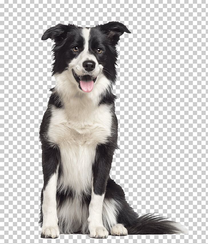 Border Collie Rough Collie German Shepherd Old English Sheepdog Malinois Dog PNG, Clipart, Animals, Australian Shepherd, Border, Border Collie, Breed Free PNG Download