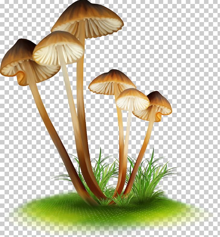 Edible Mushroom False Honey Fungus Drawing Enokitake PNG, Clipart, Agaric, Agaricus, Bolete, Brown Cap Boletus, Drawing Free PNG Download