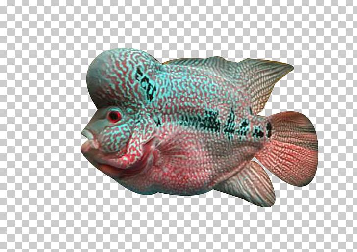 Flowerhorn Cichlid Fish Deep Sea PNG, Clipart, Biological, Deep Sea Fish, Download, Encapsulated Postscript, Fish Free PNG Download