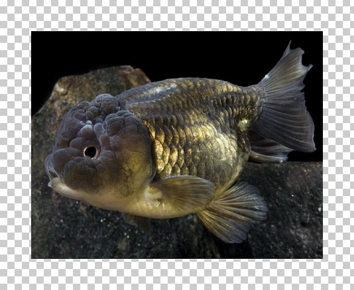 Ranchu Lionhead Oranda Goldfish PNG, Clipart, Animals, Biology, Bony Fish, Carassius, Carassius Auratus Free PNG Download