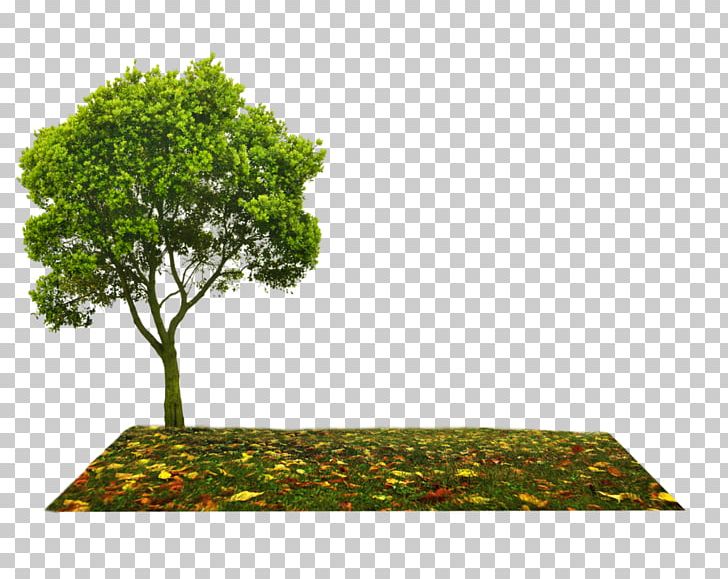 Tree PNG, Clipart, Branch, Desktop Wallpaper, Deviantart, Grass, Houseplant Free PNG Download