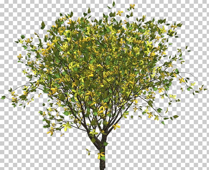 Twig Branch Tree Yellow PNG, Clipart, Agac, Branch, Color, Crown, Fir Free PNG Download