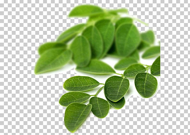 Drumstick Tree Vitamin Plant Stock Photography Seed PNG, Clipart, Drumstick Tree, Health, Herb, Horseradish, Leaf Free PNG Download