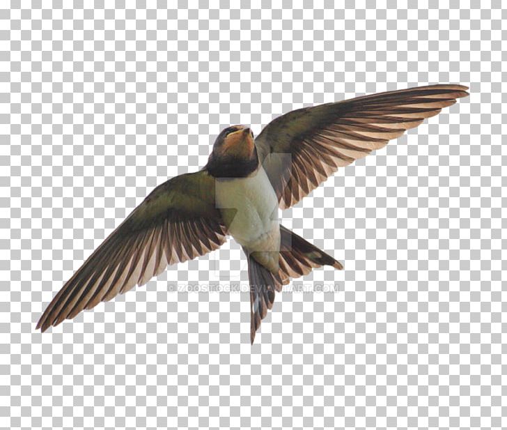 Edible Bird's Nest Hirundininae Barn Swallow Apodes PNG, Clipart,  Free PNG Download