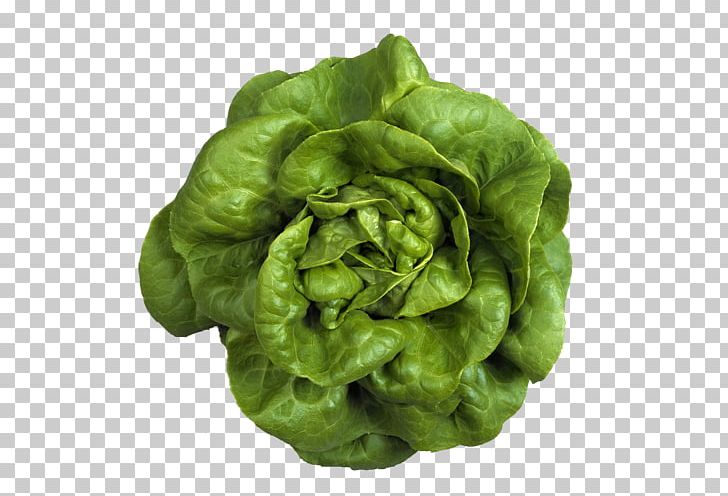 Butterhead Lettuce Leaf Vegetable Romaine Lettuce Salad PNG, Clipart, Butterhead Lettuce, Chinese Broccoli, Crop, Cruciferous Vegetables, Food Free PNG Download