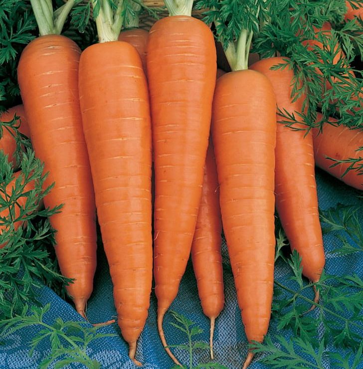 Carrot Danvers Organic Food Seed Vegetable PNG, Clipart, Baby Carrot, Carrot, Carrot Juice, Danvers, Daucus Free PNG Download