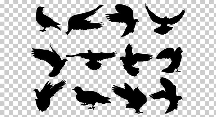 Silhouette Columbidae PNG, Clipart, Animals, Beak, Bird, Bird Of Prey, Black And White Free PNG Download