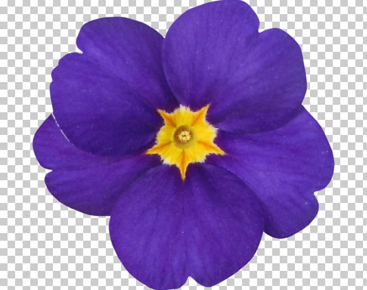 Primrose PNG, Clipart, Cicek, Cicek Resimleri, Fleur, Flower, Flowering Plant Free PNG Download