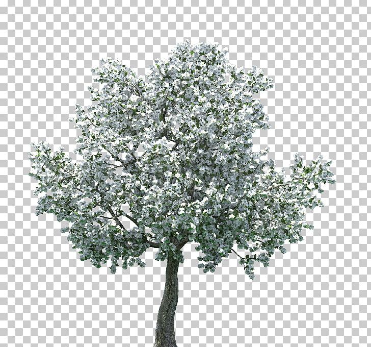 Cherry Blossom Tree PNG, Clipart, Apple Tree, Blossom, Branch, Cherry Blossom, Cupressus Free PNG Download