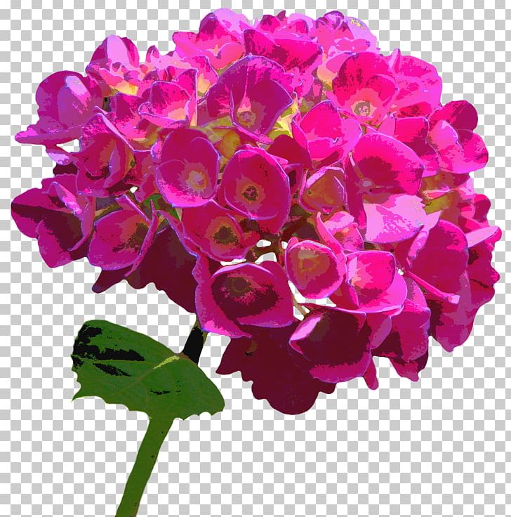 Flower Pink Garden Roses Hydrangea PNG, Clipart, Annual Plant, Blossom, Cut Flowers, Floral Design, Flower Free PNG Download