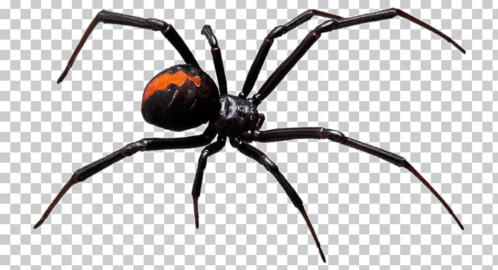 Redback Spider Spider Bite Spider Web Pest Control PNG, Clipart, Arachnid, Araneus, Arthropod, Black House Spider, Black Widow Free PNG Download
