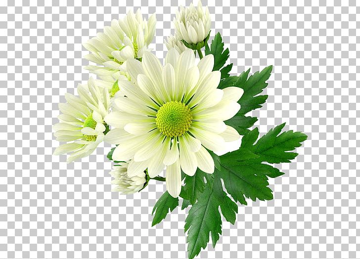 Chrysanthemum Cut Flowers Frames PNG, Clipart, Annual Plant, Aster, Chamaemelum Nobile, Chrysanths, Color Free PNG Download