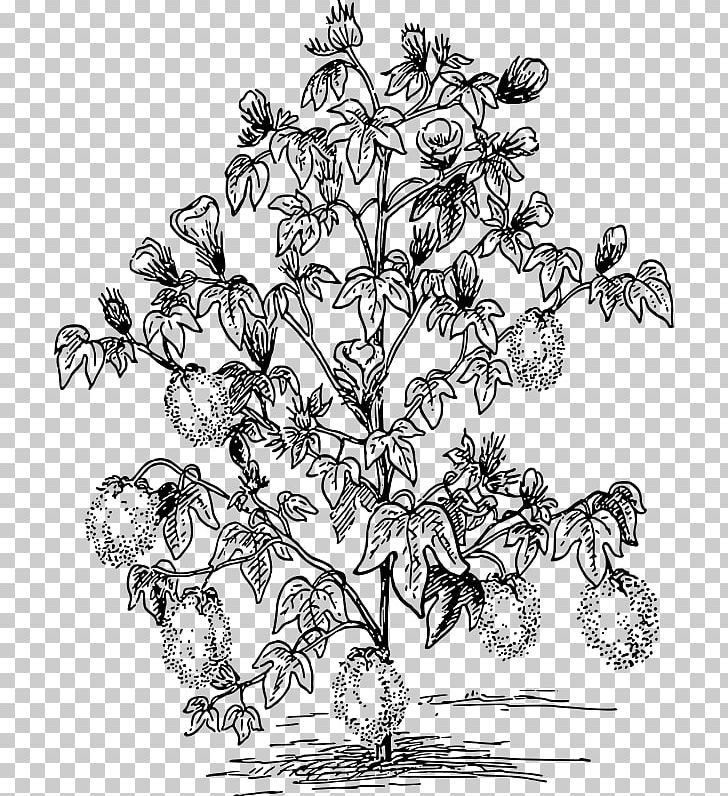 Cotton Plant PNG, Clipart, Black And White, Branch, Coloring Pages, Colour, Computer Icons Free PNG Download