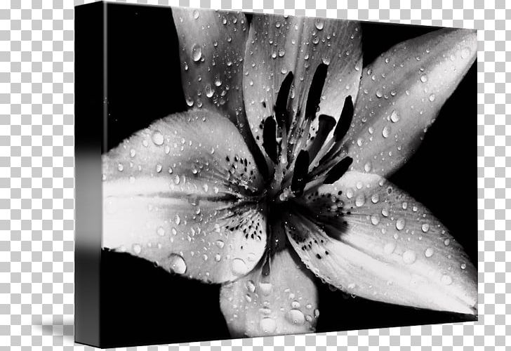Gallery Wrap Canvas Desktop Water Art PNG, Clipart, Art, Black And White, Black And White Rag, Canvas, Closeup Free PNG Download