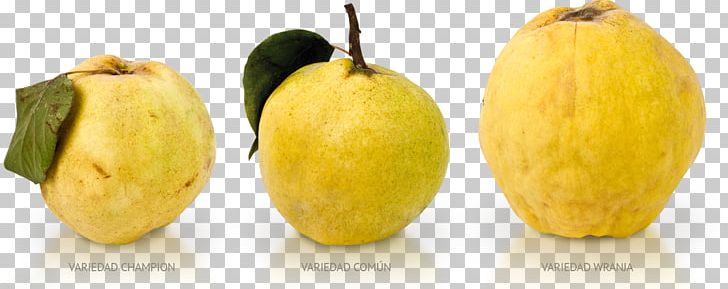 Marmalade Fruit Quince Cheese Food PNG, Clipart, Cucurbita, Food, Fruit, Gourd, Juice Vesicles Free PNG Download