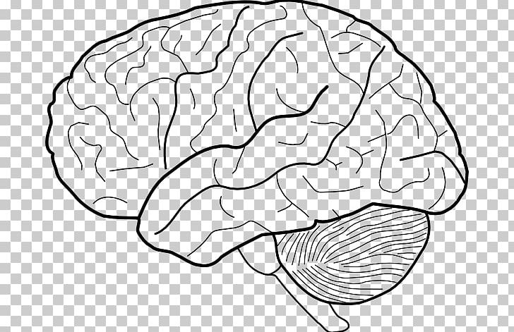 Outline Of The Human Brain Drawing PNG, Clipart, Area, Art, Black And White, Brain, Cartoon Free PNG Download