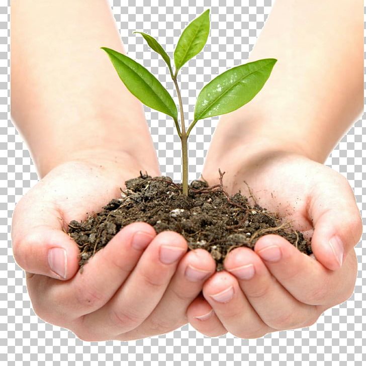 Castlecrag Montessori School Plant Advertising Stock Photography PNG, Clipart, Advertising, Castlecrag, Conservation, Crop, Crop Protection Free PNG Download