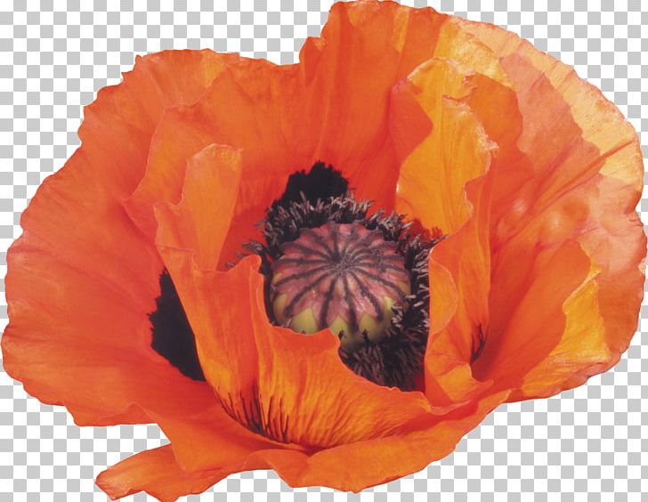 Common Poppy Flower Opium Poppy PNG, Clipart, Blume, Common Poppy, Drawing, Flower, Flowering Plant Free PNG Download