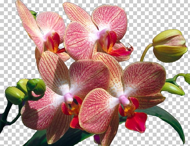 Flower Orchids PNG, Clipart, Blog, Computer Network, Cut Flowers, Dendrobium, Download Free PNG Download