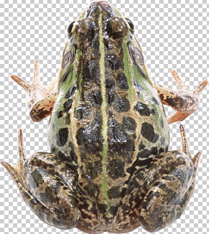 Frog PNG, Clipart, Akitainu, Amphibian, Animals, Biology, Bullfrog Free PNG Download