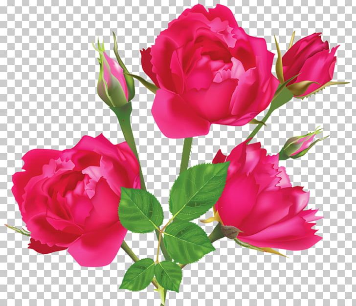 Pink Rose White Light PNG, Clipart, Annual Plant, Bud, China Rose, Color, Cut Flowers Free PNG Download