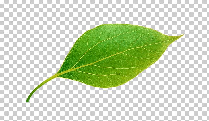 Portable Network Graphics Green Leaf PNG, Clipart, Apple, Color, Daun, Download, Green Free PNG Download