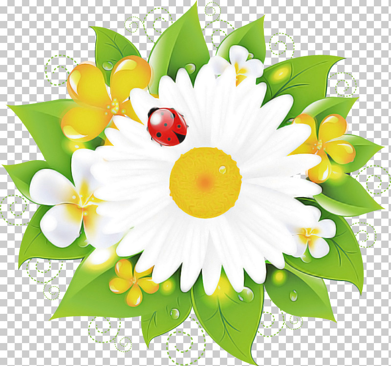Marguerite Gerbera Daisy PNG, Clipart, Autumn Flower, Chamomile, Common Daisy, Daisy, Drawing Free PNG Download