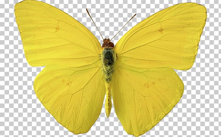 Butterfly Insect PNG, Clipart, Animal, Arthropod, Brush Footed Butterfly, Butterflies And Moths, Butterfly Free PNG Download