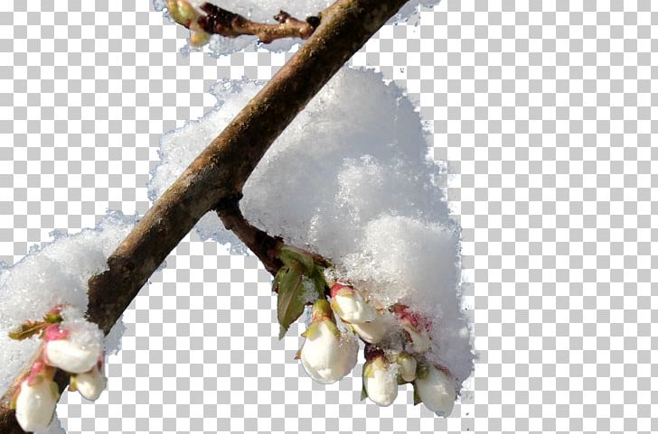 Snow Winter Twig PNG, Clipart, Blossom, Branch, Branches, Cherry Blossom, Christmas Snow Free PNG Download