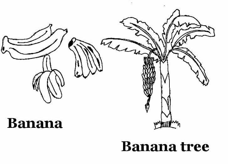 Banana Split Drawing Coloring Book Fruit PNG, Clipart, Angle, Area, Arm, Artwork, Banana Free PNG Download