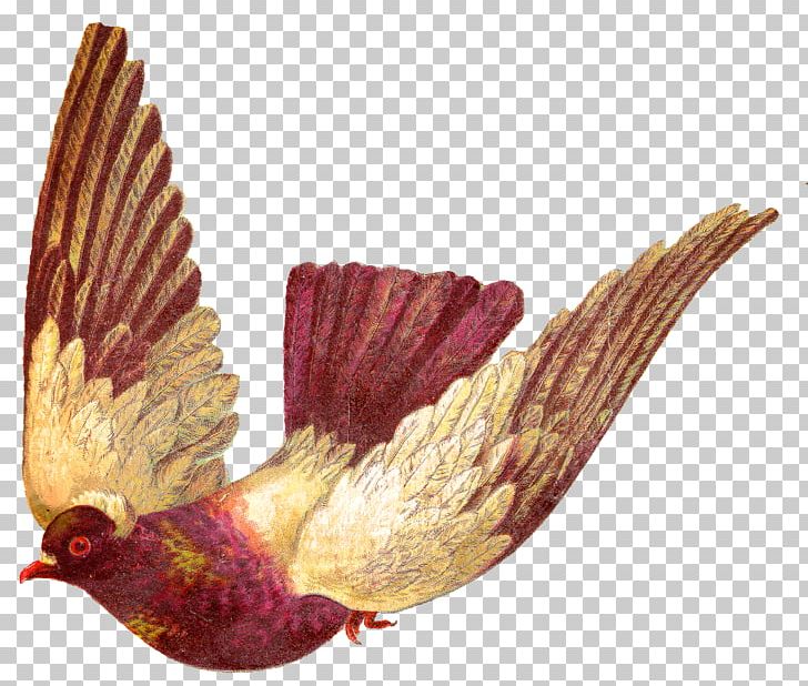 Homing Pigeon Bird Columbidae English Carrier Pigeon PNG, Clipart, Animals, Beak, Bird, Bird Flight, Chicken Free PNG Download