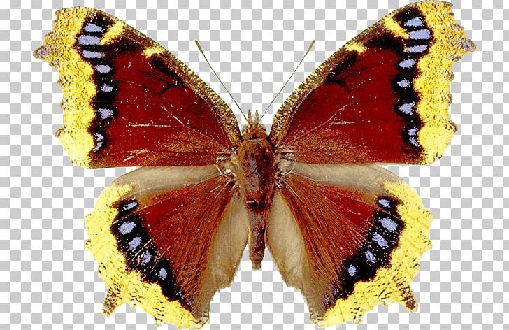 Portable Network Graphics GIF File Format PNG, Clipart, Arthropod, Brush Footed Butterfly, Image File Formats, Insect, Invertebrate Free PNG Download