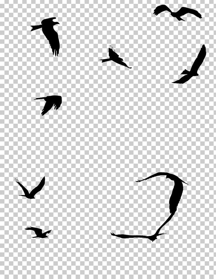 Seabird Sparrow Gulls Flight PNG, Clipart, Animal Migration, Animals, Beak, Bird Migration, Black And White Free PNG Download