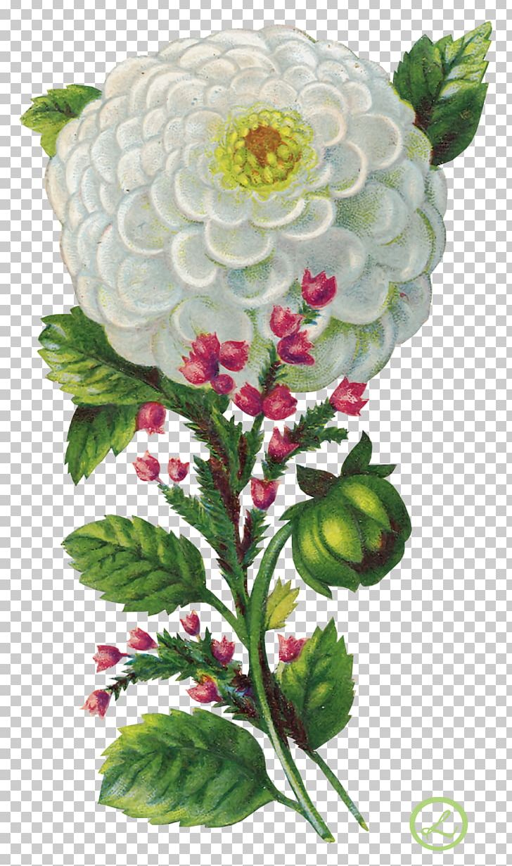 Animation Flower PNG, Clipart, Animation, Blog, Cartoon, Cut Flowers, Dahlia Free PNG Download