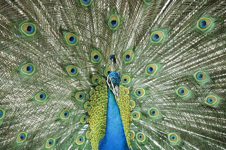 Asiatic Peafowl Bird Green Peafowl Feather PNG, Clipart, Animal, Animals, Asiatic Peafowl, Beak, Bird Free PNG Download