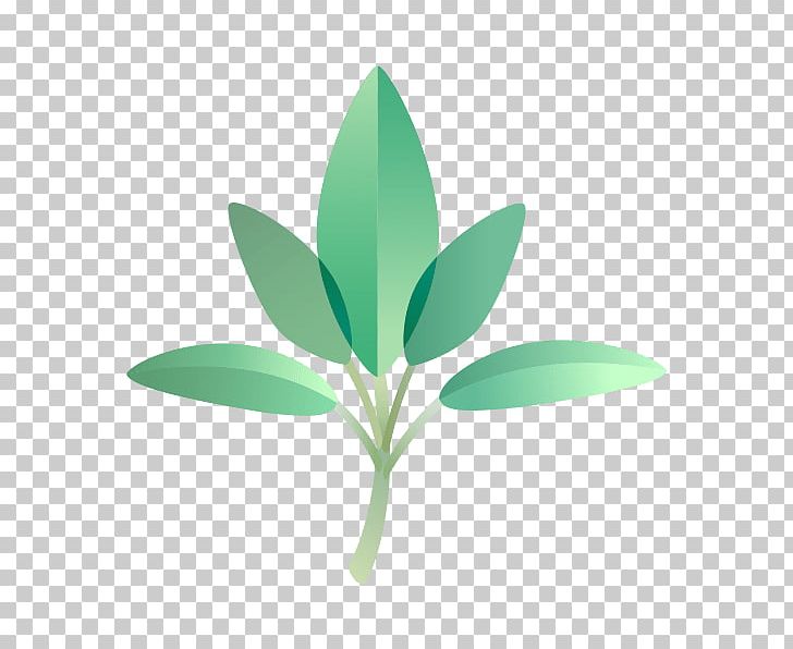 Essential Oil Plant Indian Sandalwood Leaf PNG, Clipart, Compassion, Energy, Essential Oil, Fennel, Flower Free PNG Download