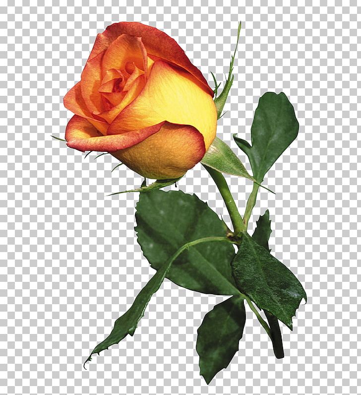 Garden Roses Best Roses Orange PNG, Clipart, Bud, Color, Cut Flowers, Encapsulated Postscript, Floral Scent Free PNG Download