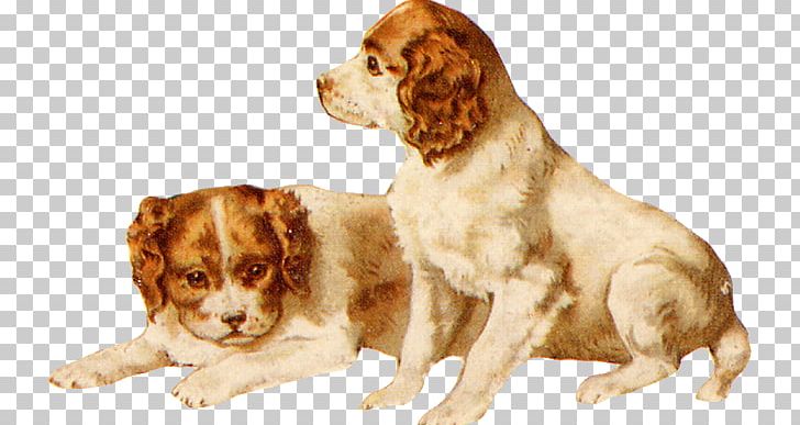 Brittany Dog Cavalier King Charles Spaniel Dog Breed Companion Dog PNG, Clipart, Breed, Brittany, Brittany Dog, Carnivoran, Cavalier King Charles Spaniel Free PNG Download