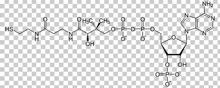 Coenzyme A Acetyl-CoA Beta-Hydroxy Beta-methylbutyryl-CoA Metabolism PNG, Clipart, Acetylcoa, Acetyl Group, Acylcoa, Adenosine Triphosphate, Angle Free PNG Download