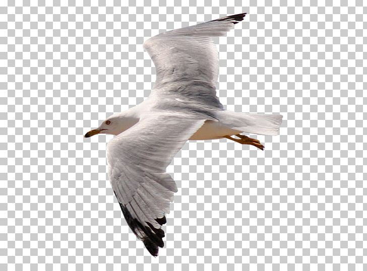 Gull PNG, Clipart, Gull Free PNG Download