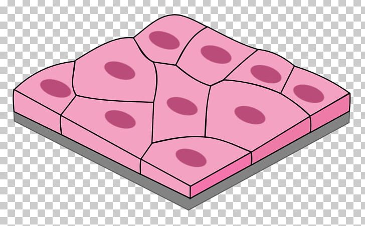 Simple Squamous Epithelium Pseudostratified Columnar Epithelium Simple Columnar Epithelium Simple Cuboidal Epithelium PNG, Clipart, Basement Membrane, Cell, Magenta, Miscellaneous, Others Free PNG Download