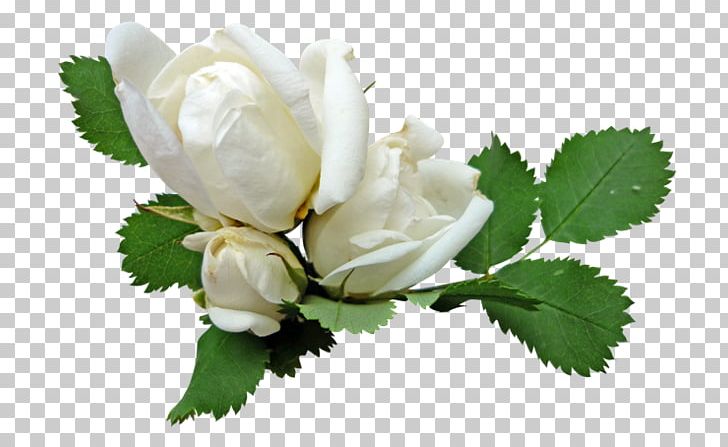Flower Garden Roses White PNG, Clipart, Beach Rose, Bud, Cut Flowers, Download, Flower Free PNG Download