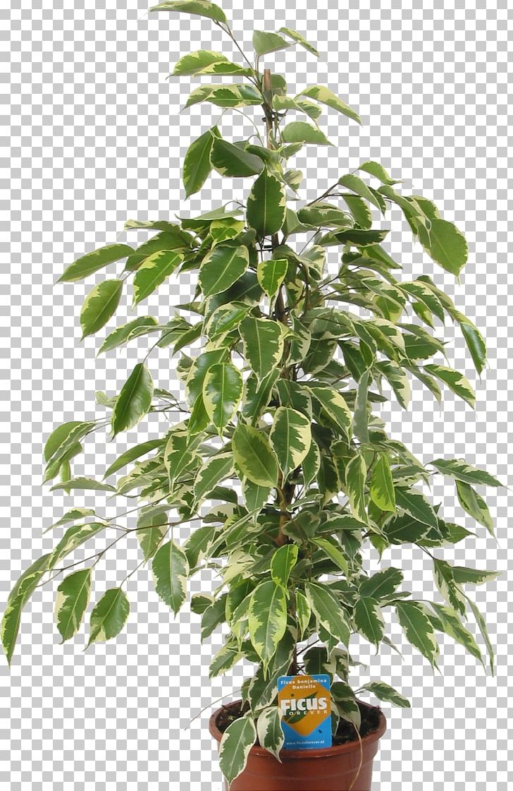 Seed Tree Autoflowering Cannabis Plant White Widow PNG, Clipart, Autoflowering Cannabis, Cannabis, Cannabis Plant, Cannabis Sativa, Ficus Free PNG Download